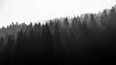 Photo of Цифровая обработка фотографий в черно-белом стиле